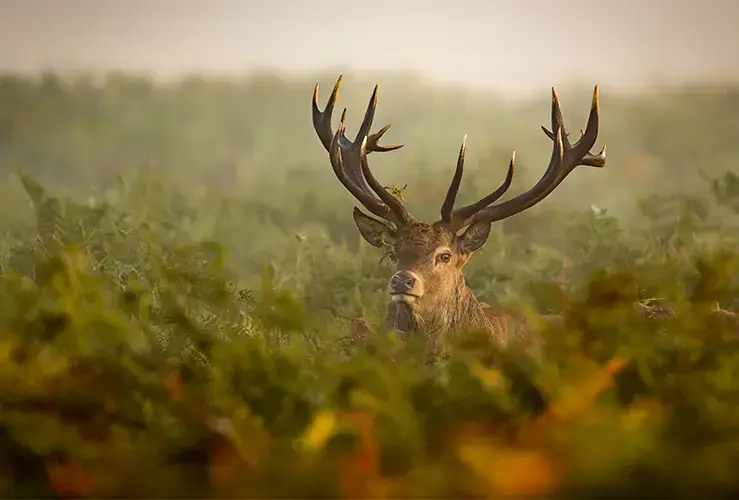 A stag 